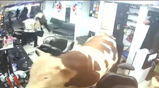 Momentul când un taur de 1,5 tone a dat buzna într-o frizerie aglomerată pentru a scăpa de abator. Ce s-a întâmplat mai departe