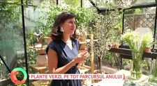 Miracolul naturii: 5 plante care nu își pierd frunzele niciodată!  Iată plantele care rămân verzi și iarna, pentru grădina sau balconul tău