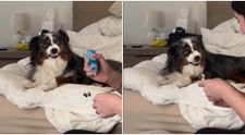 Un ciobănesc australian e viral pe TikTok! Clipul în care stăpâna lui se pregătește să-l spele pe dinți a adunat peste 48 de milioane de vizualizări