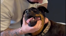 Reacția uimitoare a unui câine după ce un chiropractician pentru animale îi trosnește gâtul