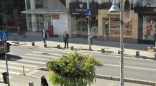 Tradiție floral-urbană de Valentine’s Day, pe Calea Victoriei! Cine a construit „Copacul cu 600 de lalele”