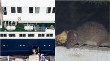 Alertă după focarul de hantavirus: 23 de pasageri ai vasului MV Hondius au coborât în Santa Elena după primul deces. OMS îi caută în mai multe țări