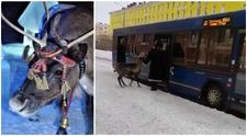 O femeie a urcat cu renul în autobuz, motivând că animalul a obosit. Cum au reacționat pasagerii