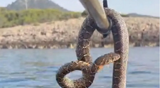 O stațiune la modă, preferată de tineri, terorizată de apariția în mare a unor șerpi de 1,70 m. ”Mi-e prea frică să înot”