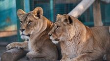 O grădină zoologică din Ucraina își eutanasiază animalele după ce a fost bombardată de ruși