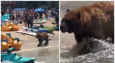 Un urs uriaș, liber pe plajă, a băgat panica în turiști! Animalul se plimba nestingherit printre oameni