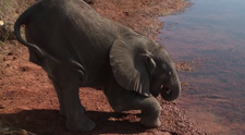 Ce s-a intamplat cu un pui de elefant abandonat de mama. Povestea elefantelului Fila te va emotiona pana la lacrimi - VIDEO