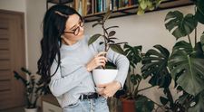 (P) TOP 10 cele mai frumoase plante de apartament