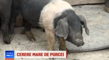 Program pentru stimularea cresterii porcilor Mangalita si Bazna: “Au carnea ca somonul”
