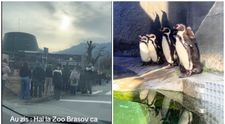 La Zoo Brașov vezi pinguini… dacă supraviețuiești așteptării de 2 ore! Cozi uriașe la intrare: 