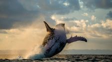 Momentul incredibil in care o balena a salvat un scufundator de un rechin