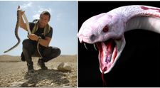 Bear Grylls, anunț ferm după ce echipa lui a pierdut în aeroport un șarpe extrem de veninos: ”O singură mușcătură poate cauza moartea”