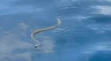 Un șarpe de aproape 2 metri a terorizat un cuplu de turiști aflat la mare. ”Pare că stațiunea asta e blestemată!”