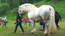 Cine este, de fapt, stăpânul lui Falko, armăsarul care a murit după ce a fost chinuit într-o cursă de tras bușteni. Noi dezvăluiri despre viața pe care o avea animalul