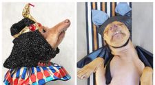 Acest câine a devenit mascota internetului pentru felul în care se îmbracă. E simpatic foc!
