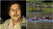 Hipopotamii lui Pablo Escobar s-au înmulțit necontrolat și fac ravagii în Columbia! Ce decizie șocantă a luat guvernul