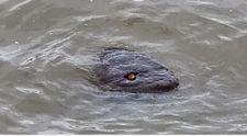Anaconda sau ”Monstrul din Tamisa”? Ce este creatura bizară surprinsă în celebrul râu