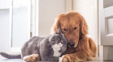 Ce animal de companie ți se potrivește în funcție de zodie