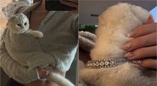 Opulență dusă la extrem: vedeta criticată dur după ce și-a accesorizat pisica cu o zgardă din diamante