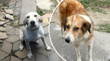 Animalele pierdute după exploziile de la Crevedia își caută și azi stăpânii. Mesajele disperate ale oamenilor din comunitate