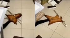 VIRAL pe TikTok. O veveriță și-a înscenat moartea cu o mătură, într-un video ilar. ”Merită Oscarul”