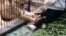 O fetiță de 10 ani este atacată de un leu, după ce s-a apropiat prea mult de cușca lui, la o grădină zoologică din China