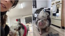 O româncă stârnește controverse cu animalul ei de companie: ține un porc în casă. TikTok-erii: “Am și eu unul, al meu stă în congelator!”