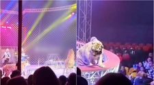 Momente de panică la un spectacol de circ! Un tigru a scăpat din ring și a ajuns în public „Oamenii fugeau panicați”. Ce a urmat