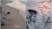 FOTO „Spectacol” pe plaja din Eforie Nord! Un animal „nu foarte prietenos cu omul” și-a făcut apariția printre turiști