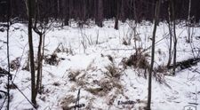 Iluzie optică! Ucraina a postat fotografia unui lunetist camuflat. Poți să-l depistezi în imagine?