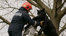 Pantera neagră „face ravagii” în România! A fost salvată de pompieri, a ajuns la Brașov și a trecut și pe la supermarket