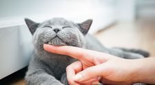 Surpriză pentru pisica ta! Cele mai ingenioase idei de „căsuțe” pentru animalul tău de companie