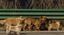 „Călătoria lor ar putea sta la baza unui film”. Povestea celor 7 câini din China care s-au întors acasă după ce au evadat din mâinile hoților a adunat 230 de milioane de vizualizări
