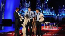 Cei mai talentati: Olate Dogs din America, Pudsey din Marea Britanie, Blue, Ozzy si Jay din Romania, preferatii publicului in show-urile 