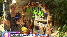Lavanda Fest revine în București 