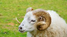 Un berbec a fost condamnat la trei ani de închisoare, după ce a omorât o femeie