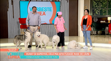 Samoyed și husky, cele mai afectuoase rase de câini. Ce trebuie să știe cei care își doresc un prieten patruped
