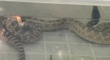 Un balaur dobrogean, capturat de jandarmi într-o casă din localitatea 2 Mai. Ce s-a întâmplat cu șarpele VIDEO