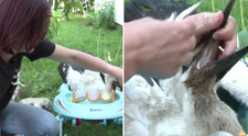 Un adapost de langa Sibiu, casa pentru berze. Voluntarii au nevoie de ajutor pentru a salva cat mai multe animale
