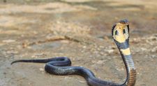 Un copil de un an a mușcat un șarpe cobra și l-a omorât! Ireal ce a povestit bunica băiețelului