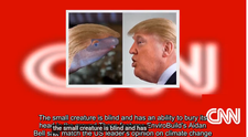 O specie de amfibian va purta numele lui Donald Trump. Asemănarea cu președintele e izbitoare, spune cel care a ales numele
