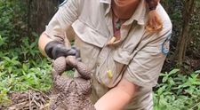 Animalul bizar descoperit în Australia. Pădurarii l-au poreclit Toadzilla