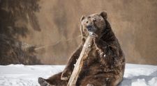 Prezicerea ursilor. Cat mai dureaza iarna in Romania