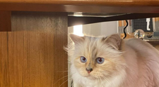 Ce mai face Choupette, pisica moștenitoare a lui Karl Lagerfeld? Felina trăiește în lux 