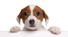 Un caine salvat dintr-un incendiu, de un pompier, a devenit mascota institutiei. 