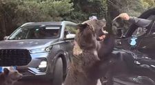 Un bărbat a fost la un pas de a rămâne fără braț după ce a încercat să hrănească un urs pe Transfăgărășan. Imagini care vă pot afecta emoțional!