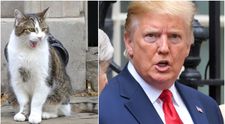 Larry, motanul guvernului Marii Britanii, a provocat un incident diplomatic. Ce i-a făcut lui Trump