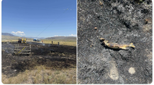 Greu de crezut! Un peşte "căzut din cer" a provocat un incendiu de proporții. Cum a fost posibil - FOTO