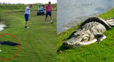 Batalia anului s-a dat pe terenul de golf! Un crocodil se lupta pe viata si pe moarte cu un piton urias
