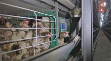 (P) Cât de deschise sunt firmele din România la trendul global cage-free?